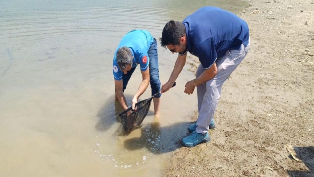 Adana'da Kilgen Barajı'na 321 Bin Sa Zan Yavrusu Salındı