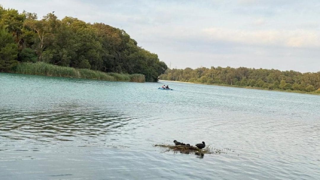 Adana'da Karabatakların Yuva Yapma Süreci İlgi Çekiyor