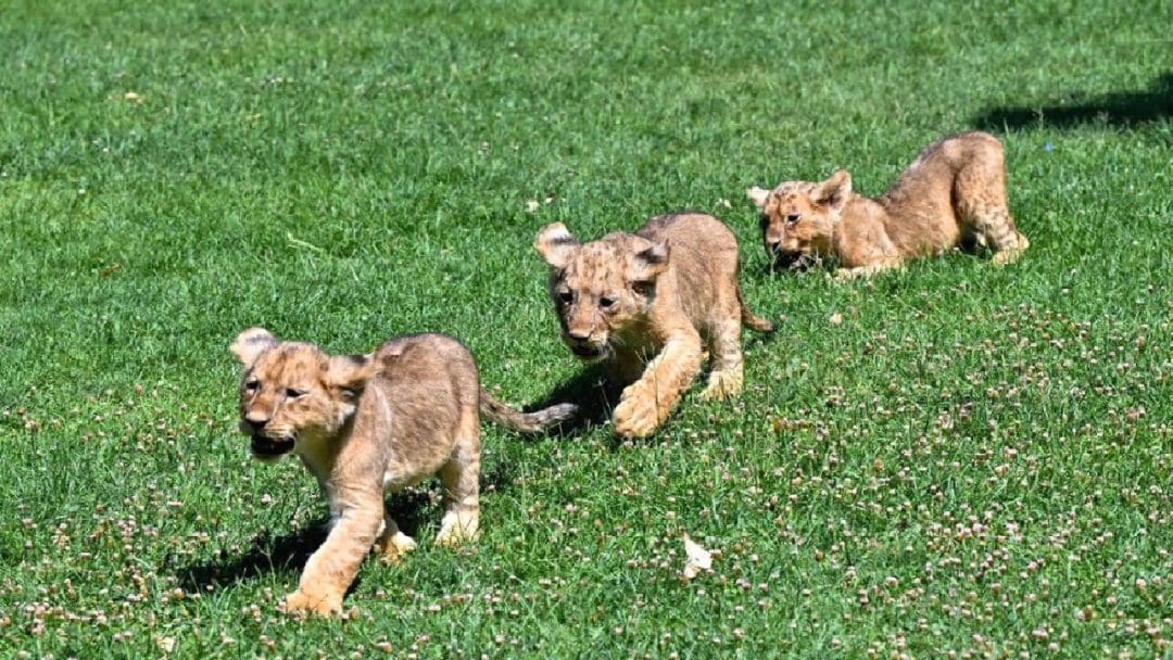 Gaziantep Doğal Yaşam Parkı’nda Önemli Bir Gelişme: Üç Yeni Aslan Yavrusu