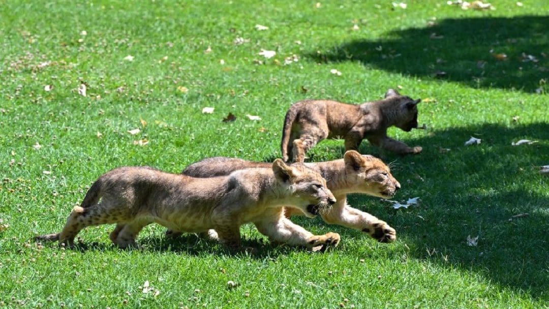 İsimlendirme ve Parkın Yeni Maskotları