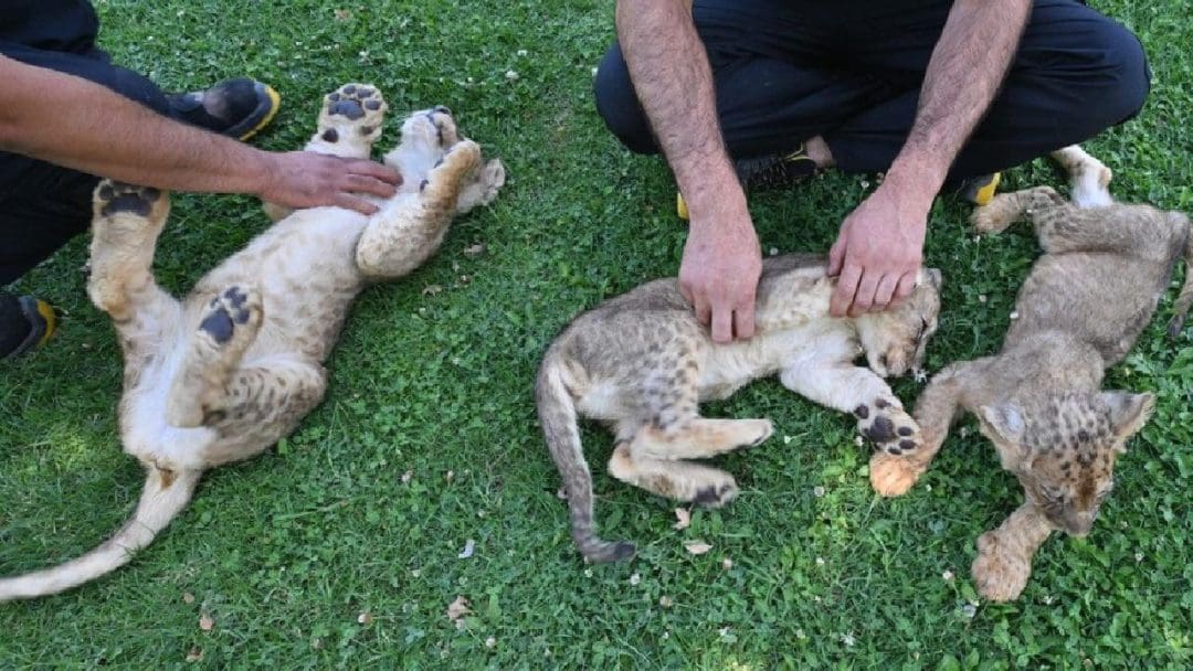 Gaziantep Doğal Yaşam Parkı'nda Aslan Yavruları ve Yeni Maskotlar