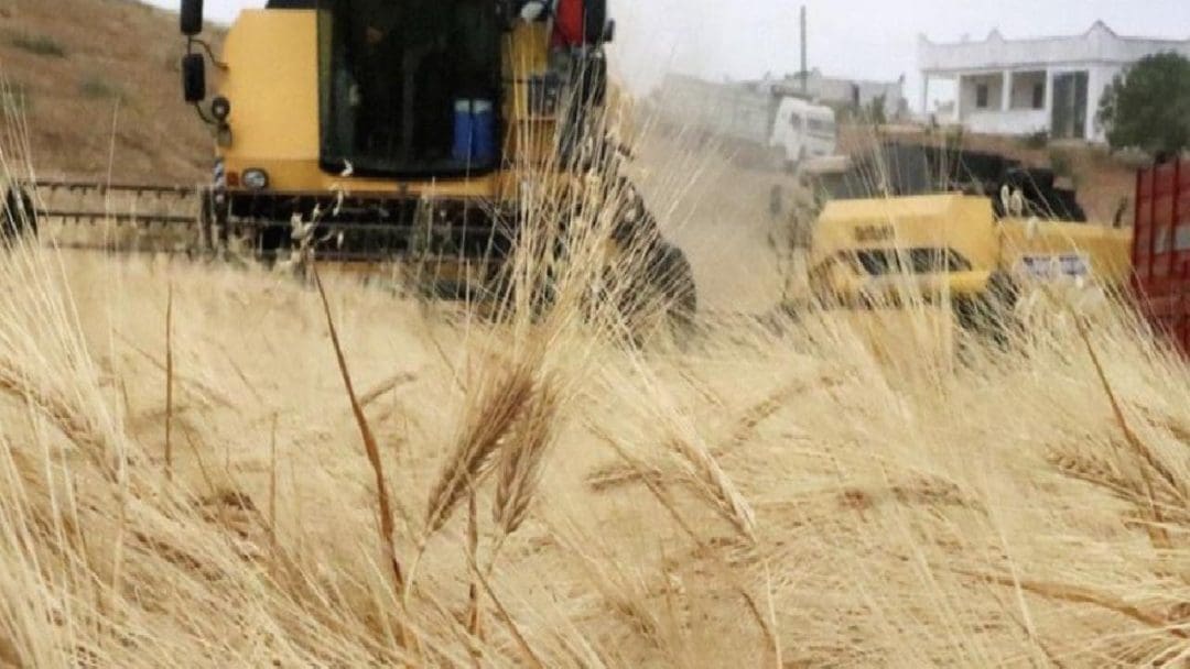 Edirne İli’nde Hasat Durumu ve Verimlilik Analizi